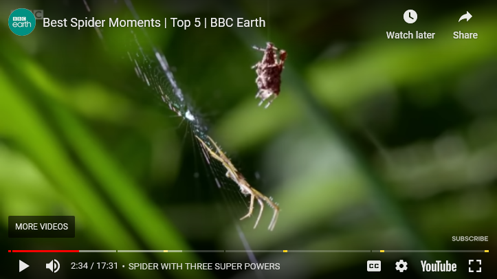 Video intro still of a spider about to catch a meal